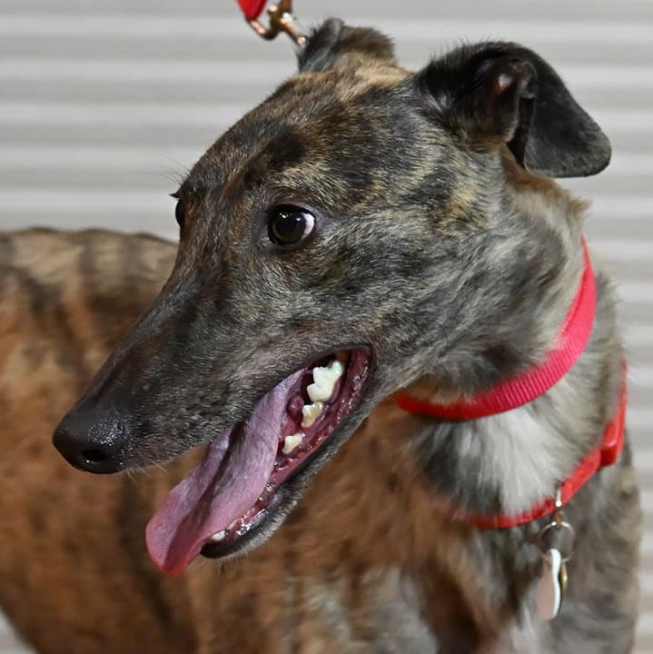 Jovi
