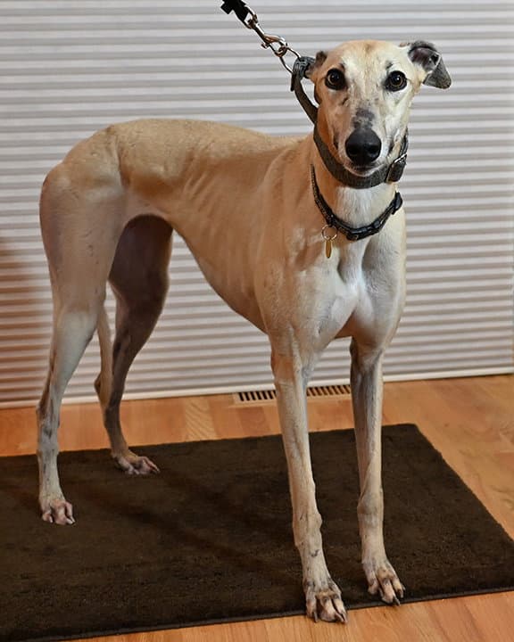 Bailey