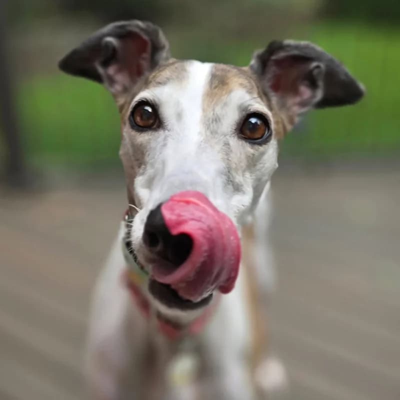 A greyhound