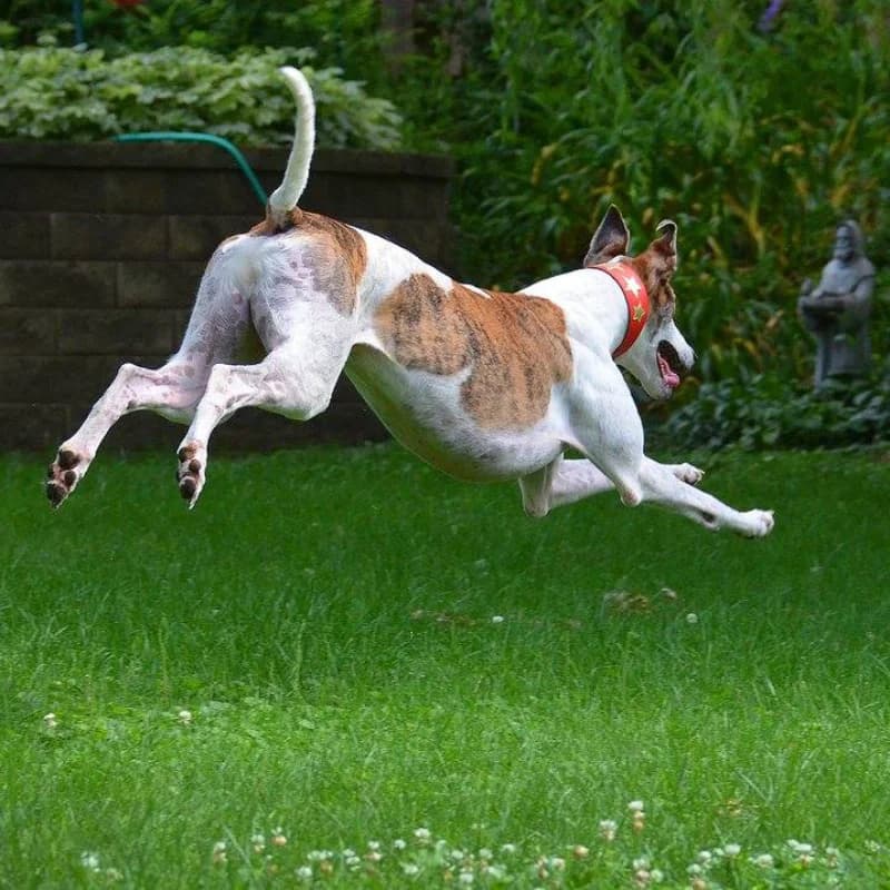 A greyhound