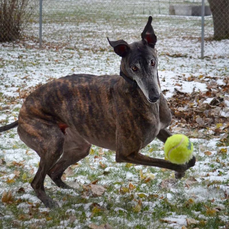 A greyhound