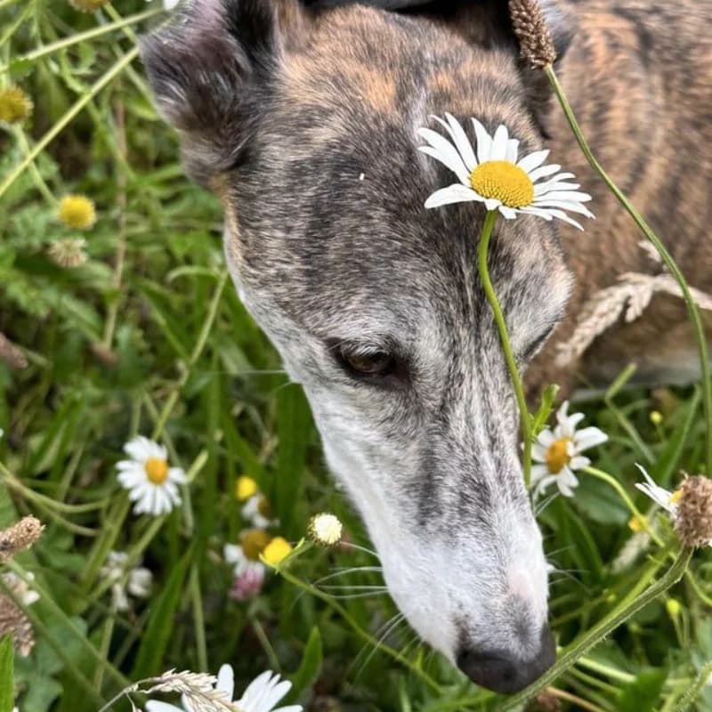 A greyhound