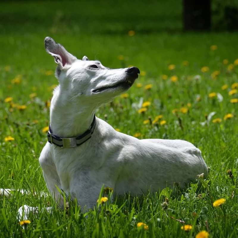 A greyhound