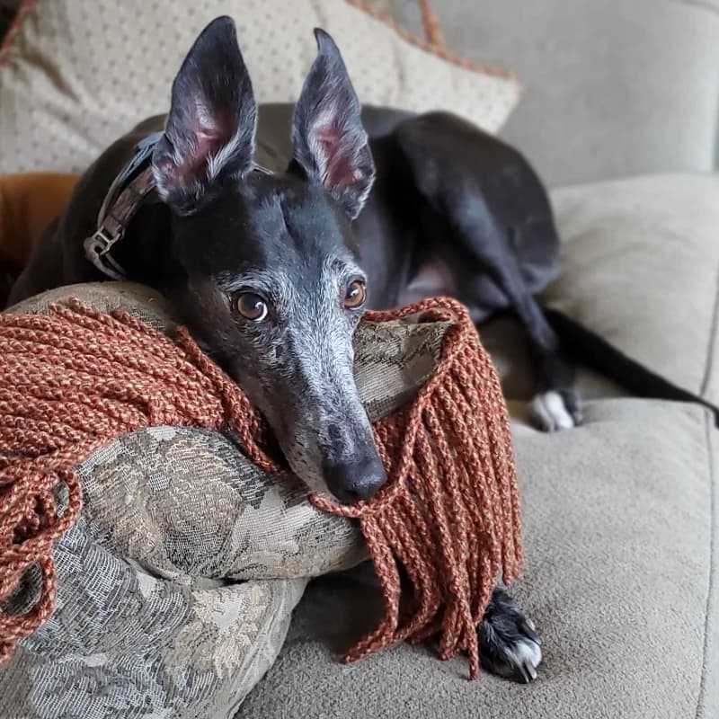A greyhound