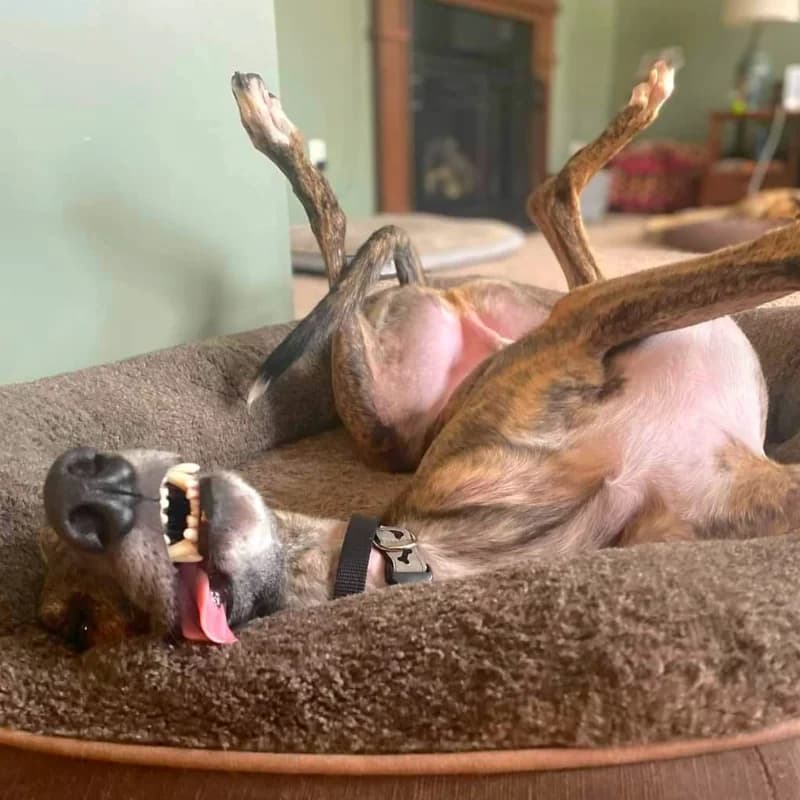 A greyhound