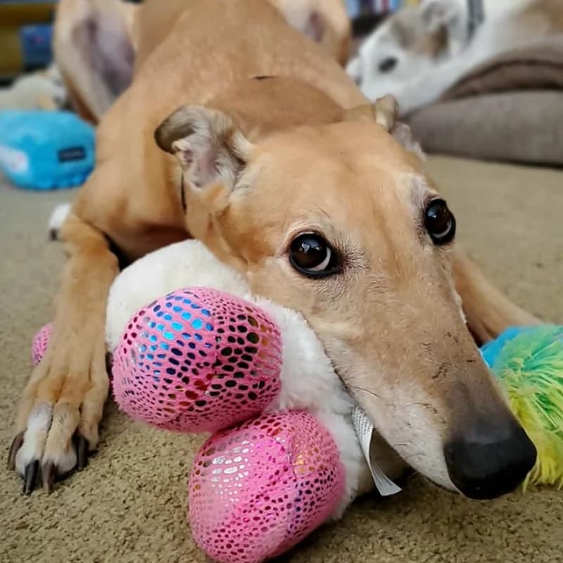 A greyhound
