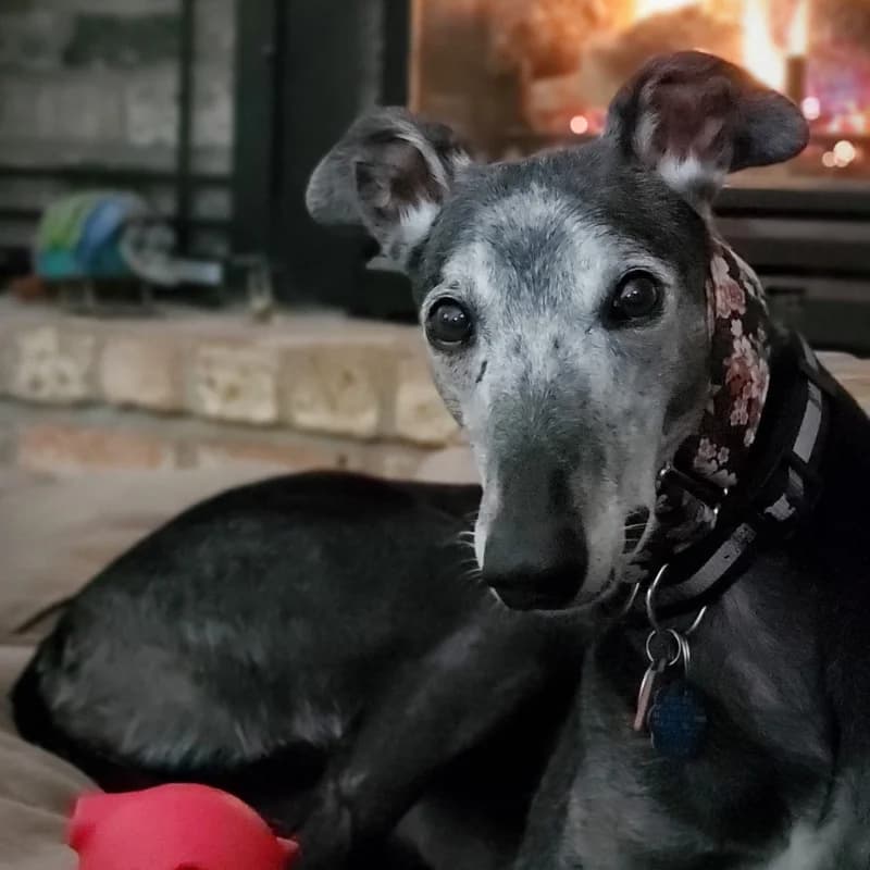 A greyhound