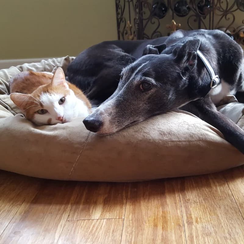 A greyhound
