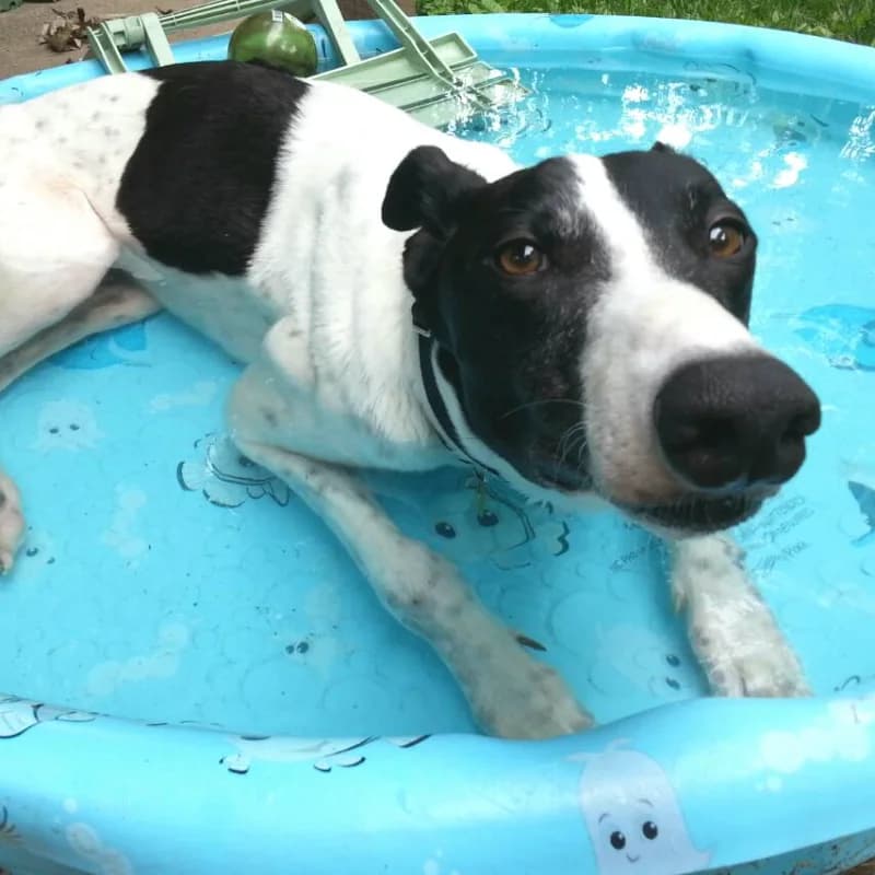 A greyhound