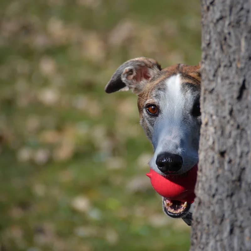 A greyhound