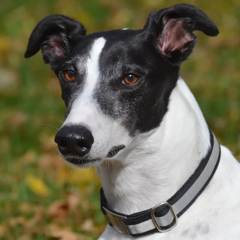 A greyhound