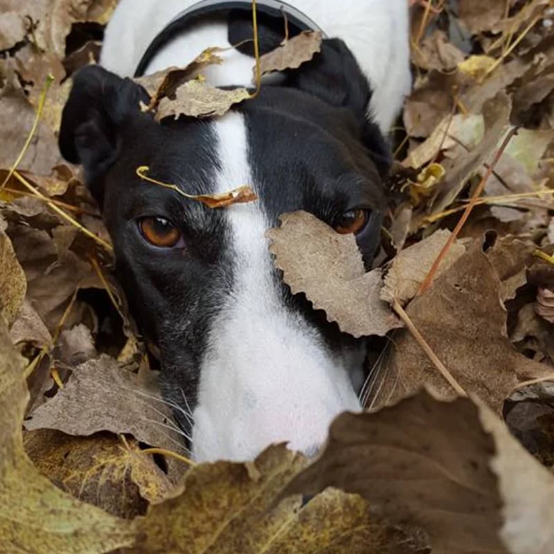 A greyhound