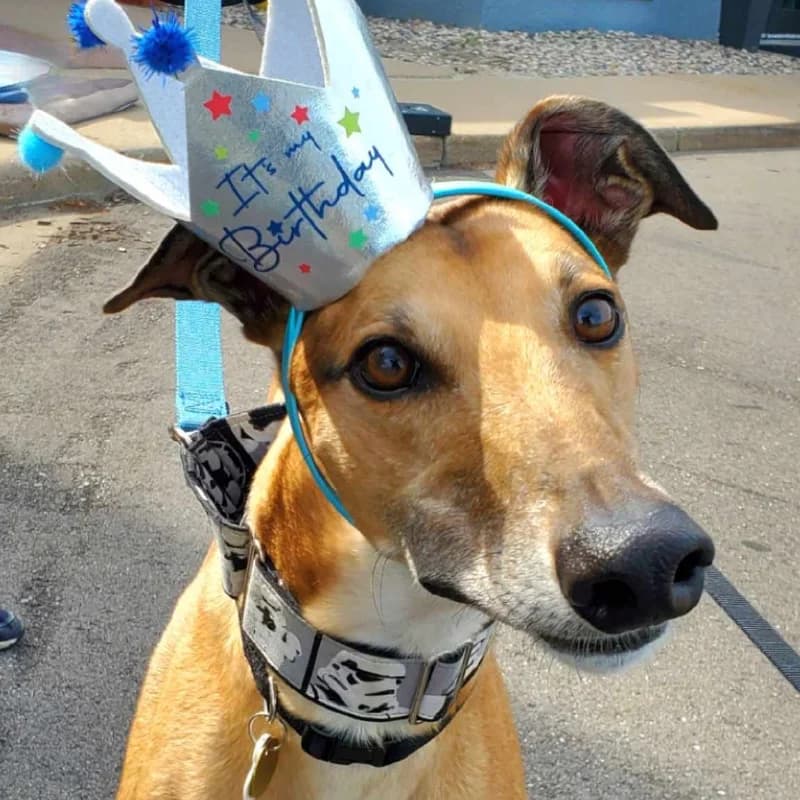 A greyhound