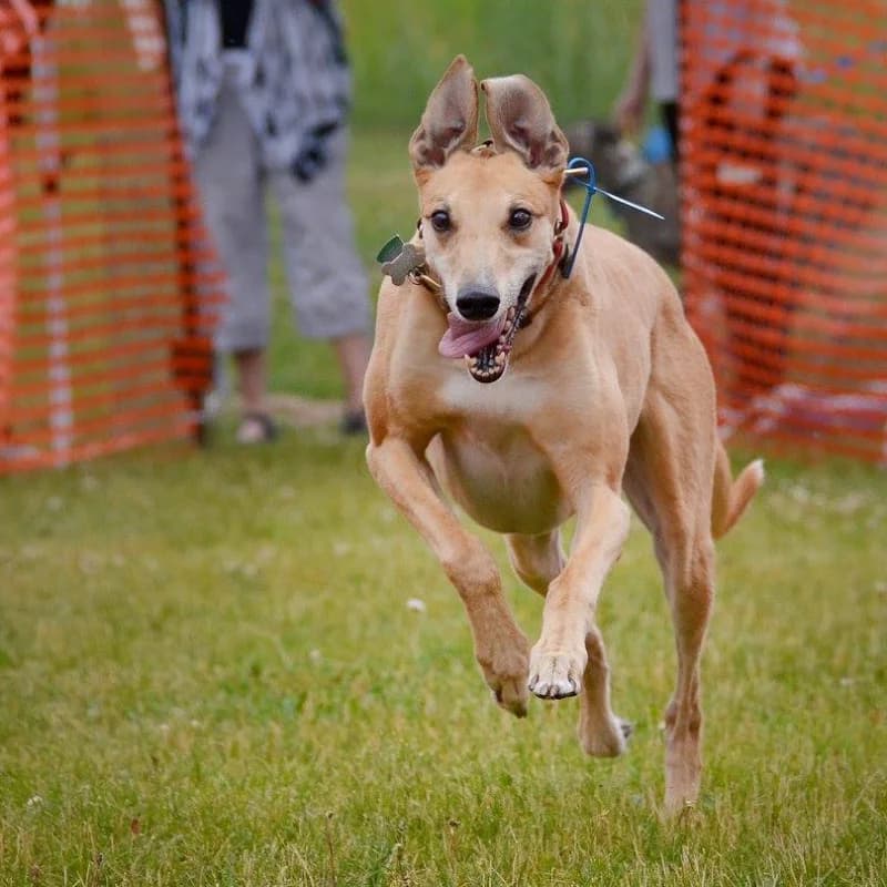 A greyhound