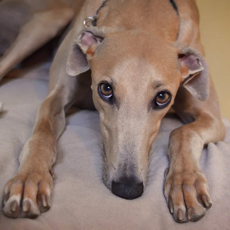 A greyhound
