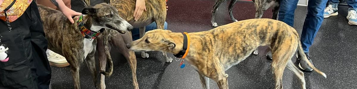 Meet & Greet at Angel's Pet World in Hudson WI