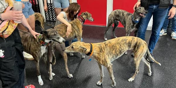 Meet & Greet at Angel's Pet World in Hudson WI