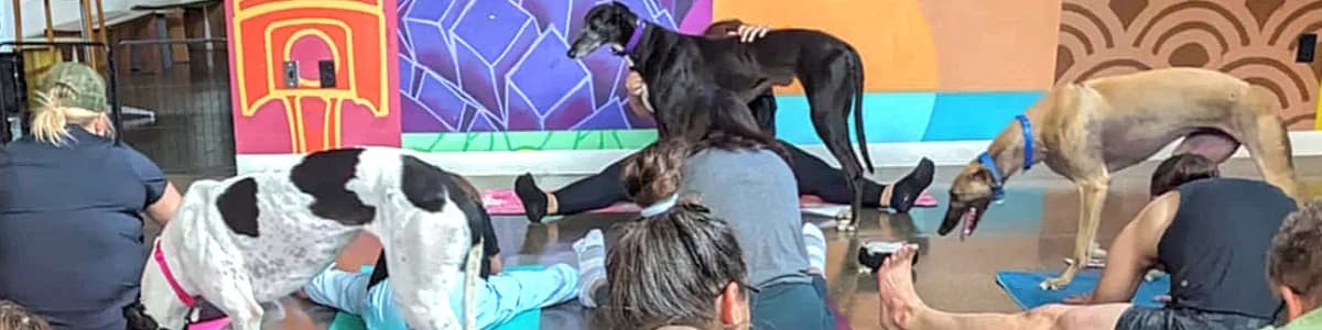 Greyhound Yoga with Namaste and Play