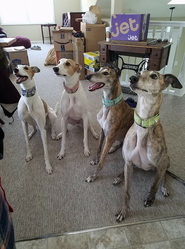 Greyhounds Sitting.jpg